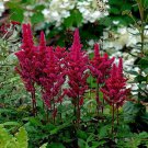 Visions In Red Astilbe Shade Live Plant Quart Pot Indoor Outdoor Garden Visions In Red Astilbe Shade Live Plant Quart Pot Indoor Outdoor Garden