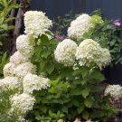 Little Lime Hydrangea Compact Flowering Shrub 4" Pot Indoor Outdoor Garden Little Lime Hydrangea Compact Flowering Shrub 4" Pot Indoor Outdoor Garden