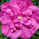 Magenta Chiffon Hibiscus Syriacus Rose Of Sharon 4" Pot Indoor Outdoor Garden
