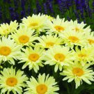 Banana Cream Shasta Daisy Leucanthemum Compact Plant Gallon Pot Indoor Outdoor Garden