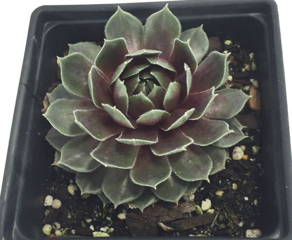 Commander Hay Hens Chicks Sempervivum Live Plant Quart Pot Indoor Outdoor Garden