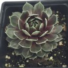 Commander Hay Hens Chicks Sempervivum Live Plant Quart Pot Indoor Outdoor Garden