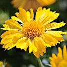 Mesa Yellow Blanket Flower Gaillardia Quart Pot Indoor Outdoor Garden