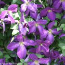 Happy Jack Purple Clematis 4" Pot Indoor Outdoor Garden Happy Jack Purple Clematis 4" Pot Indoor Outdoor Garden