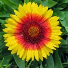 Mesa Bright Bicolor Blanket Flower Gaillardia Live Plant Quart Pot Indoor Outdoor Garden