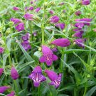 Pikes Peak Purple Bearded Tongue Penstemon Quart Pot Indoor Outdoor Garden