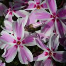 Candy Stripes Creeping Phlox Live Plant Quart Pot Indoor Outdoor Garden
