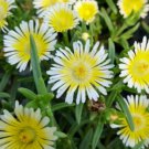 Delosperma Wow (Wheels Of Wonder) Limoncello Ice Plant Live Plant Quart Pot Indoor Outdoor Garden