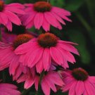 Pow Wow Wild Berry Coneflower Echinacea Quart Pot Indoor Outdoor Garden