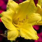 Happy Returns Reblooming Daylily Hemerocallis Quart Pot Indoor Outdoor Garden