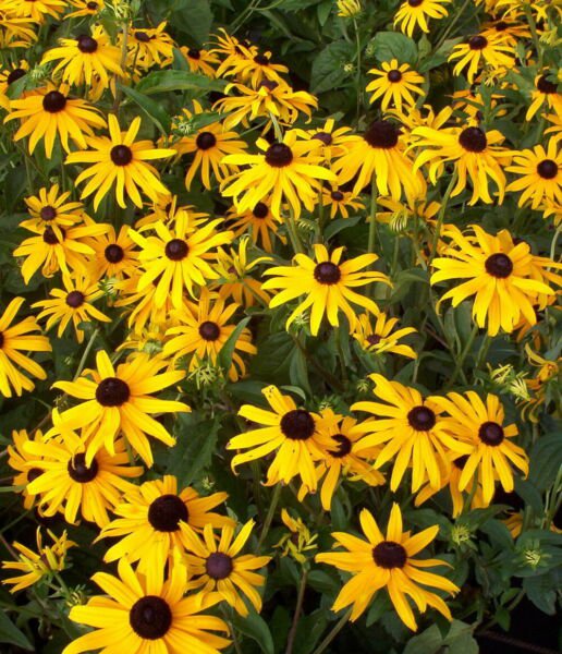 Blackeyed Susan Goldsturm Rudbeckia Live Plant Gallon Pot Indoor Outdoor Garden