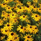 Blackeyed Susan Goldsturm Rudbeckia Live Plant Gallon Pot Indoor Outdoor Garden