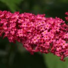 Monarch Prince Charming Butterfly Bush Buddleia Gallon Pot Indoor Outdoor Garden