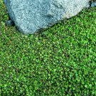 Tiny Tim Fairy Fern Leptinella 2.5" Pot Terrarium Houseplant Indoor Outdoor Garden