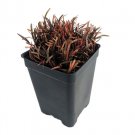Chocolate Sedge Grass Carex Berggrenii 2.5" Pot Indoor Outdoor Garden