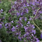 Junior Walker Catmint Nepeta Faassenii Shotgun Blooms Quart Pot Indoor Outdoor Garden