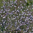 Blue Cloud Calamint Mountain Mint Live Plant Quart Pot Indoor Outdoor Garden Blue Cloud Calamint Mountain Mint Live Plant Quart Pot Indoor Outdoor Garden