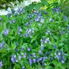 Blue Ice Amsonia New Quart Pot Indoor Outdoor Garden