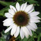 Pow Wow White Coneflower Echinacea Live Plant Quart Pot Indoor Outdoor Garden