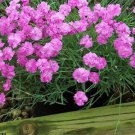 Tiny Rubies Dianthus Fragrant/ Groundcover 2.5" Pot Indoor Outdoor Garden