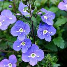 Georgia Blue Veronica Speedwell Quart Pot Rich Blue Creeper Indoor Outdoor Garden