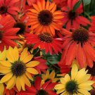 Cheyenne Spirit Coneflower Plant 2013 Aas Winner Echinacea Quart Pot Indoor Outdoor Garden
