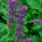 Purple Rain Salvia Meadow Sage Dwarf Quart Pot Indoor Outdoor Garden
