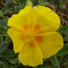 Ben Fhada Sun Rose Helianthemum Quart Pot New Indoor Outdoor Garden