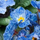Primula Primula Blue Zebra 25 Primrose Seeds Fresh Garden