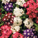 Verbena Obsession Eye Mix Verbena Flower Seeds Fresh Garden