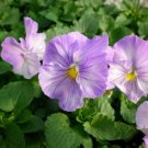 50 Pansy Delta Premium Lavender Blue Shades Seeds Fresh Garden