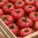 Tomato Blushing Star 25 Tomato Beefsteak Tomato Seeds Fresh Garden