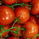 Tomato 50 Jet Star Tomato Slicing Tomato Seeds Fresh Garden Tomato 50 Jet Star Tomato Slicing Tomato Seeds Fresh Garden