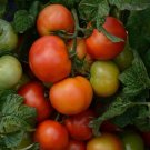 25 Tomato Little Sicily Tomato Determinate Seeds Fresh Garden