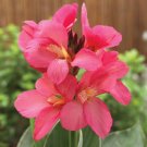 Canna 25 Canna South Pacific Rose Tropical Cannas Seeds Fresh Garden