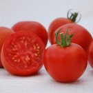 50 Tomato Manitoba Tomato Seeds Fresh Garden