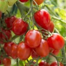 25 Tomato Tomato Fantastico Grape Tomato Seeds Fresh Garden