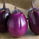 50 Beatrice Egg Vegetable Seeds Fresh Garden