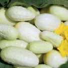 White Cucumber 50 Pickling Cucumber Mini White Cucumber Seeds Fresh Garden