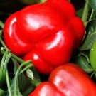 25 Red Knight Pepper Red Bell Pepper Seeds Fresh Garden 25 Red Knight Pepper Red Bell Pepper Seeds Fresh Garden