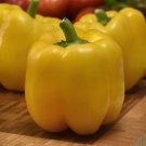 25 Trailblazer Pepper Yellow Bell Pepper Seeds Fresh Garden