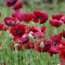 Papaver Rhoeas 100 Shirley Pandora Poppy Papaver Seeds Fresh Garden