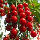 25 Tomato Crokini Hybrid Cherry Tomato Seeds Fresh Garden