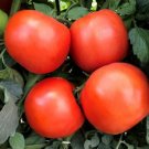 Tomato Rambler Hybrid 25 Tomato Determinate Seeds Fresh Garden
