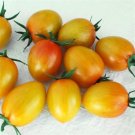 25 Tomato Sunset Torch Seeds Fresh Garden