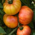 25 Buffalosun Tomato Seeds Fresh Garden