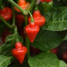 50 Pepper Pepper Spinning Tops Hot Pepper Seeds Fresh Garden