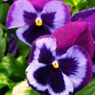 50 Pansy Majestic Giant Blue Jeans Flower Seeds Fresh Garden