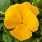 50 Pansy Majestic Giant Clear Yellow Flower Seeds Fresh Garden
