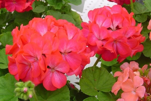 15 Apache Rose Bicolor Geranium Flower Seeds Fresh Garden